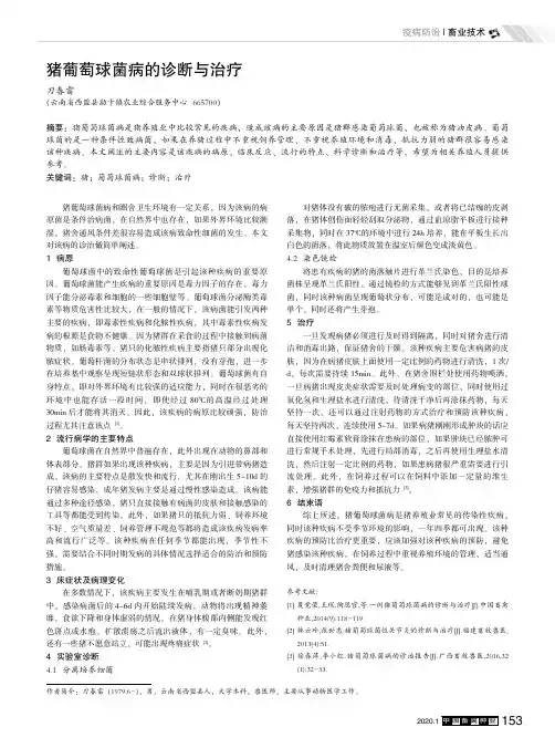 猪葡萄球菌病的诊断与治疗 2