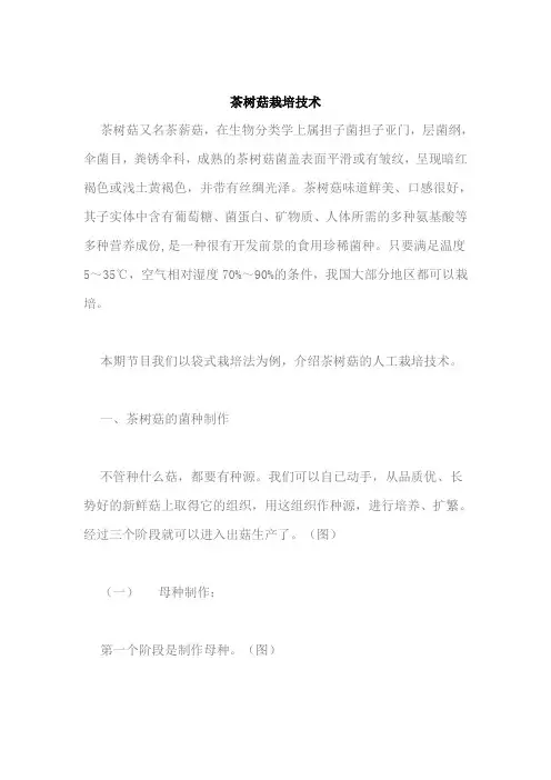 茶树菇栽培技术
