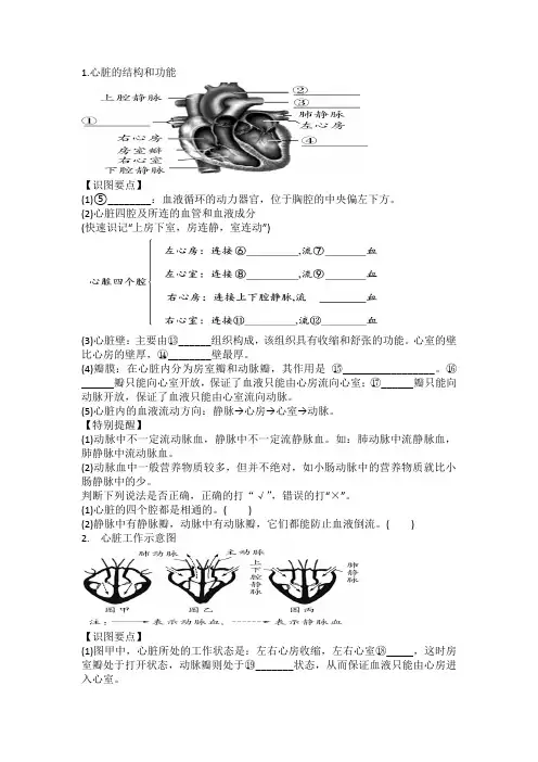 心脏和血液循环知识点