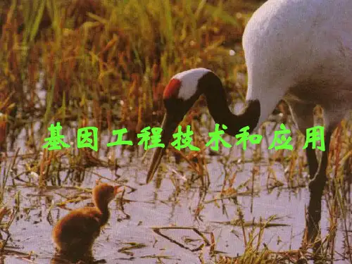 基因工程技术及应用.