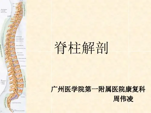脊柱解剖