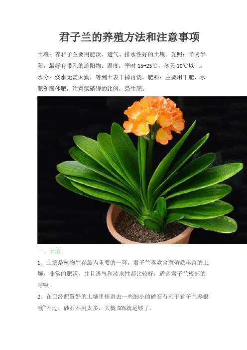 君子兰的养殖方法和注意事项