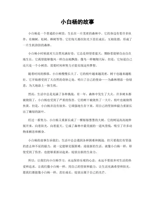 小白杨的故事