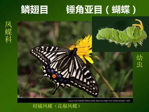 我们身边的昆虫蝴蝶21页PPT