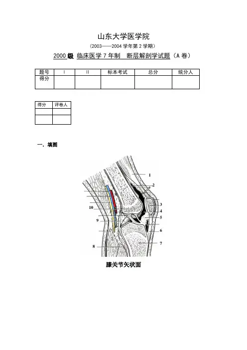 断层解剖学_刘树伟_00级七年制断层解剖学试题中文