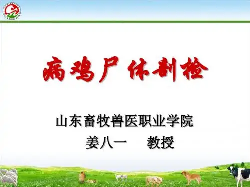 专家讲授 病鸡尸体剖检