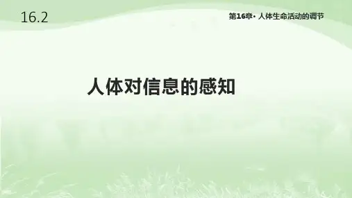苏科版八年级生物上册16.2《人体对信息的感知》课件