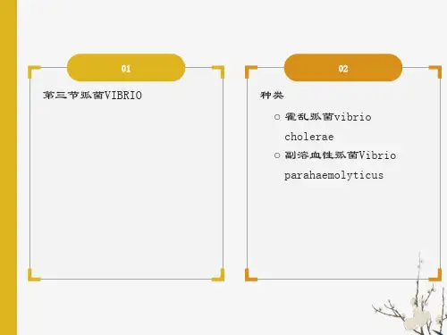 霍乱弧菌弧菌VIBRI