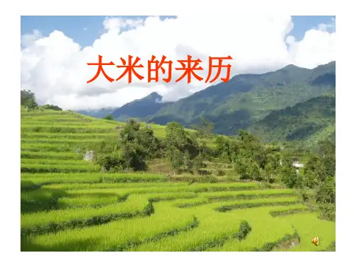 欣欣幼儿园大班社会《大米的来历》PPT课件