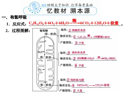 细胞呼吸方式