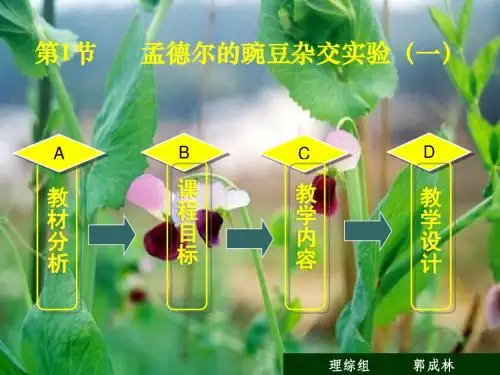 人教版教学课件云南省景洪四中高一生物《孟德尔的豌豆杂交实验》课件