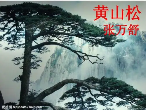 黄山松课件
