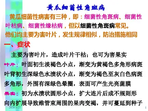 11 黄瓜细菌性叶斑病