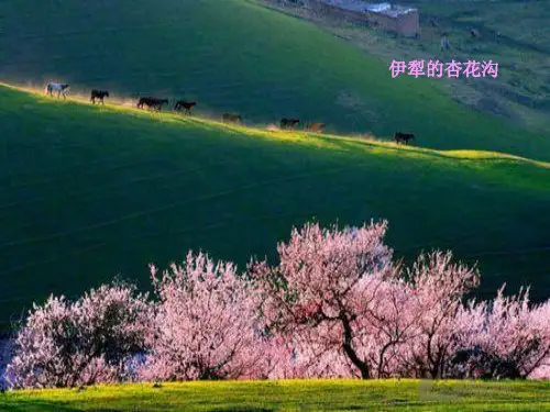 公开课《去年的树》模板PPT课件