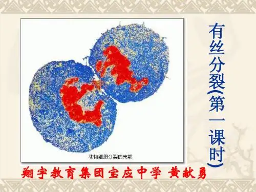 苏教版教学课件有丝分裂(第一课时) PPT