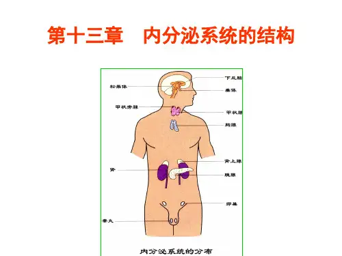 人体解剖生理学:第十三章 内分泌系统的结构