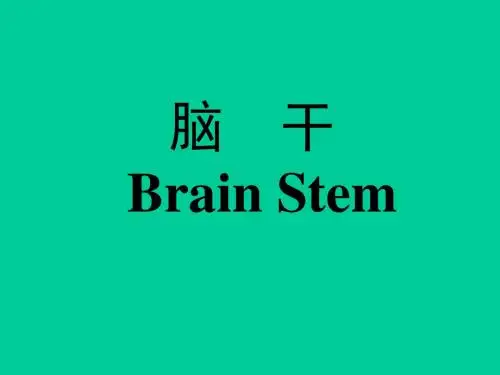 神经系统 PPT课件