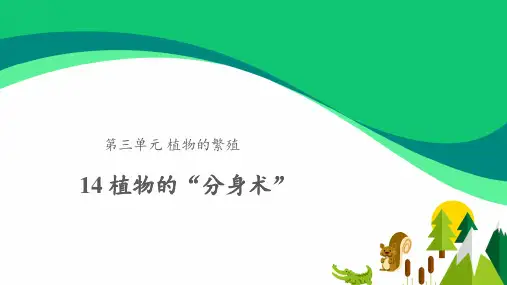 《植物的“分身术”》课件