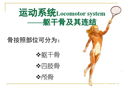 运动系统Locomotor system躯干骨及其连结