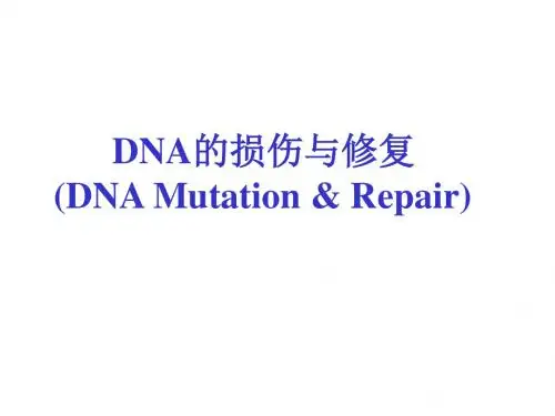 DNA的损伤与修复