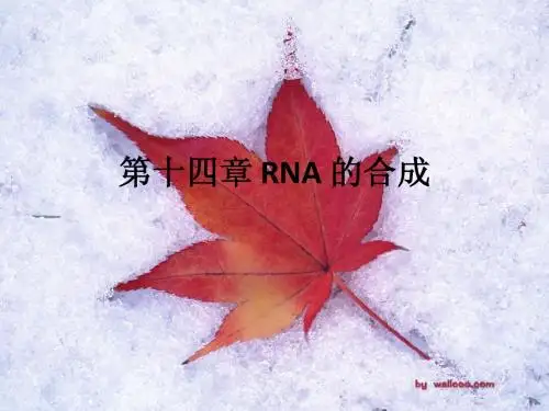 第十四章 RNA 生物合成