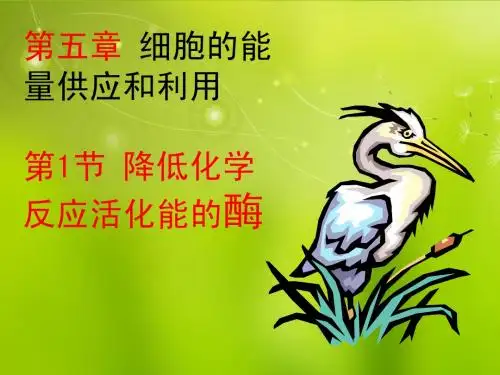 高中生物《第五章 第一节 降低化学反应活化能的酶》课件1 新人教版必修1