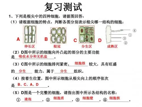 《芽的类型和结构》教学课件1 济南版