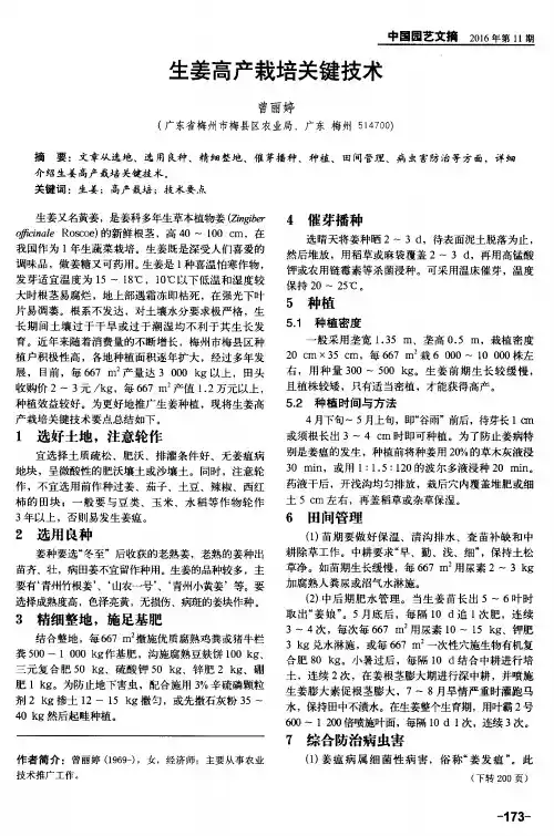生姜高产栽培关键技术