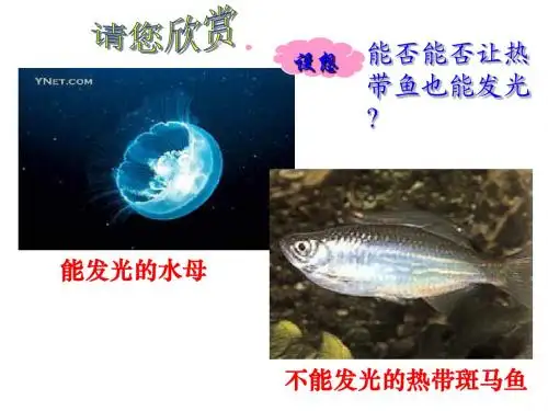 高中生物必修二__6.2基因工程及其应用