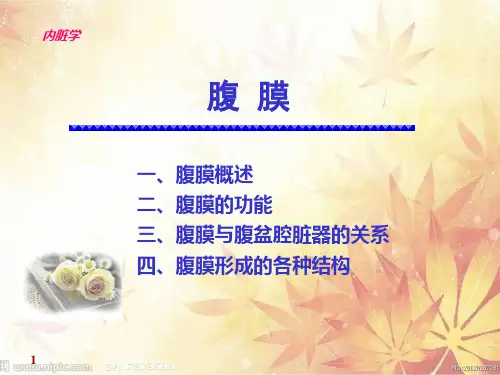 人体解剖学腹膜