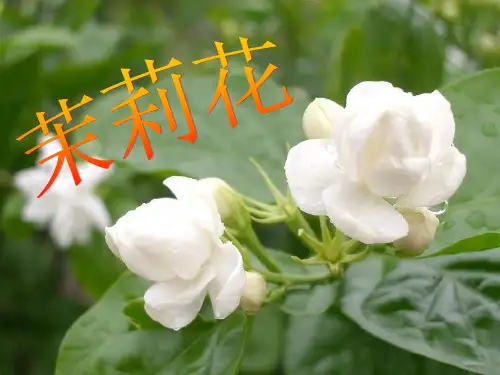 茉莉花ppt课件
