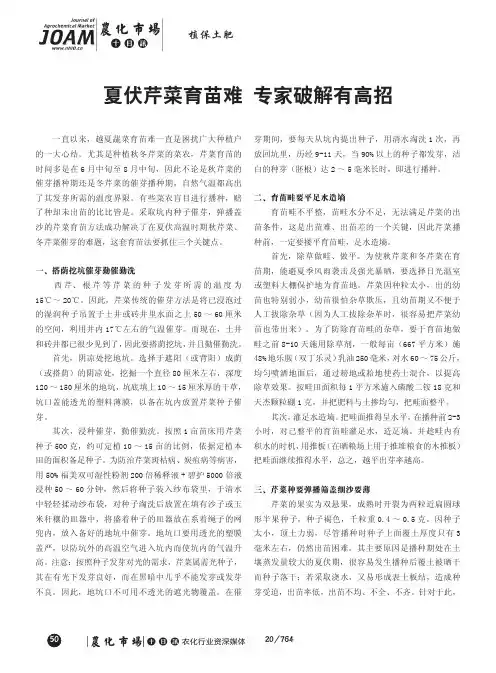 夏伏芹菜育苗难 专家破解有高招