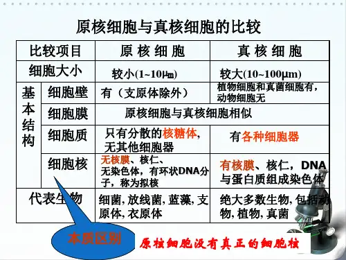 原核细胞和真核细胞练习题