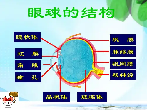 视觉和听觉ppt课件