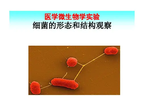 医学微生物学实验形态学检查..