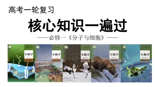 高中生物课件-第4讲 核酸-高三一轮复习