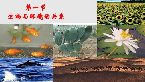 新人教版七年级上册生物与环境的关系PPT课件