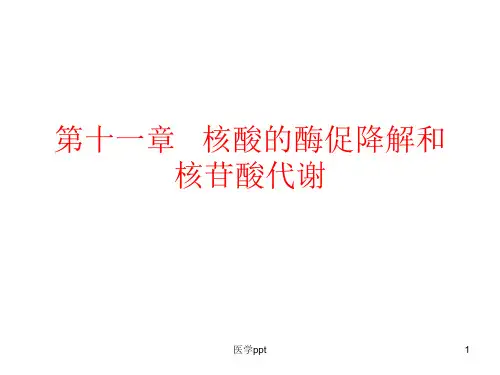 生物化学第十章核酸的酶促降解和核苷酸代谢