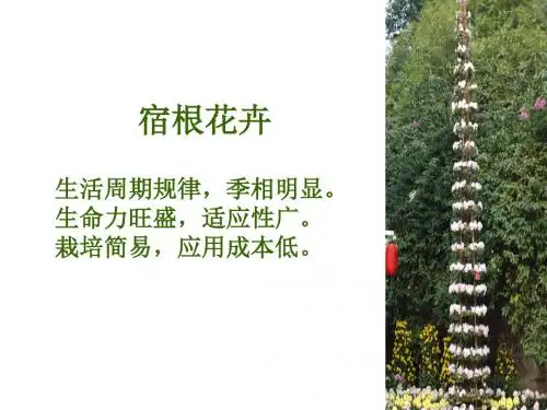 宿根花卉-球根花卉
