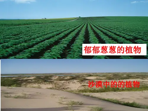 土壤中的生物及物质ppt