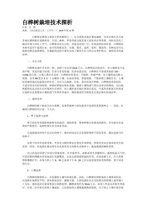 白桦树栽培技术探析