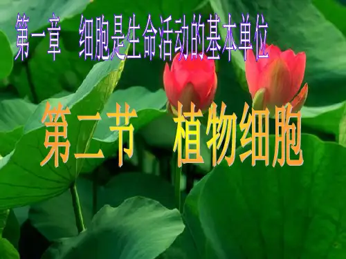 第二节、植物细胞(2012年新人教版)