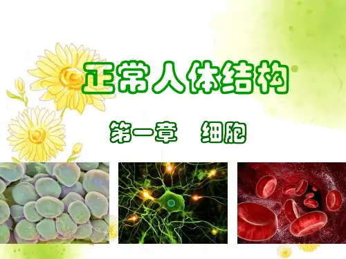 正常人体结构-细胞
