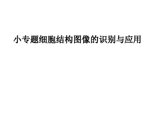 高中生物——细胞结构功能图[优质ppt]