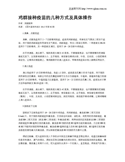 鸡群接种疫苗的几种方式及具体操作 2