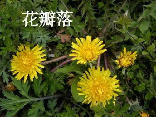 苏教版三年级上册语文蒲公英课件