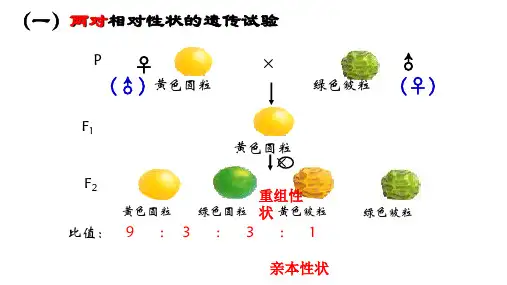 2023届高三生物一轮复习课件:基因的自由组合定律