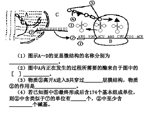 基因表达第二节习题课