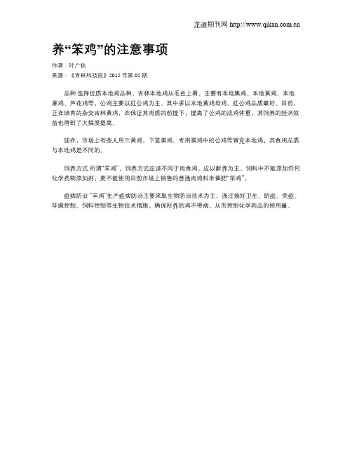 养“笨鸡”的注意事项