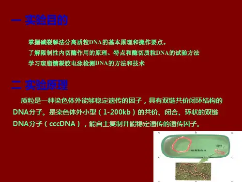 质粒提取实验